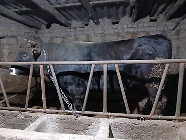 Коровы, быки: Продаю | Бык (самец) | Швицкая | На забой — 9