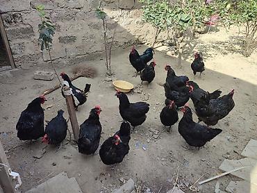 zvanok it type 0: Salam akeykum avstralorp yumurtaları satılır təmiz qandi.istiyen olsa — 3