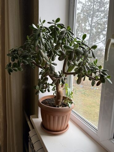 Денежное дерево: Крупные комнатные растения в горшках 1) Толстянка (денежное дерево) - — 7