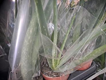 Ostale kućne biljke: Yucca, Drvo Zivota, 140 centimetara visina, dva stabla iz saksije sa — 14