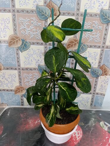 средний низкий: Хоя ( Беловодское могу привезти в Бишкек)