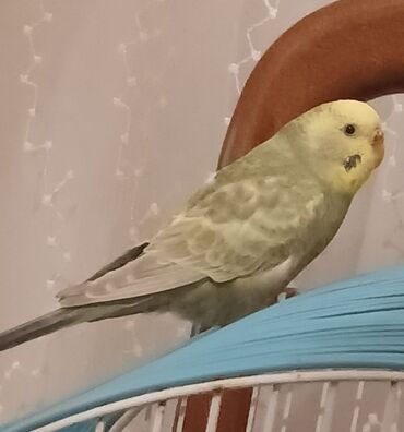 geref quşu: 10 aylıq cute hazlr rainbas Disidir