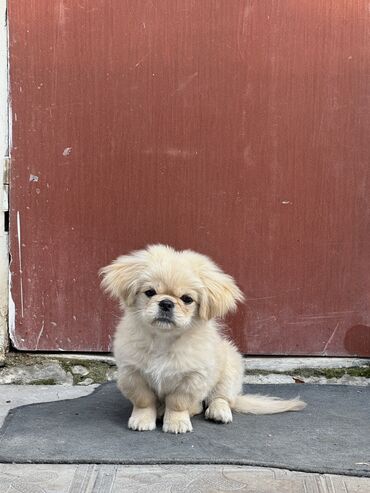 coban iti satiram: Pekines, 3 ay, Dişi
