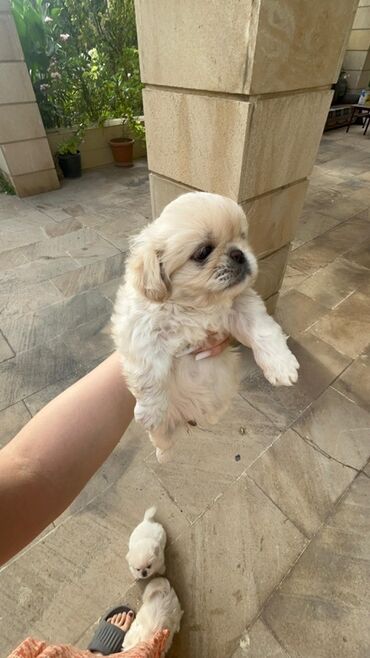 i̇t şpitz: Pekines, 1 ay, Peyvəndli