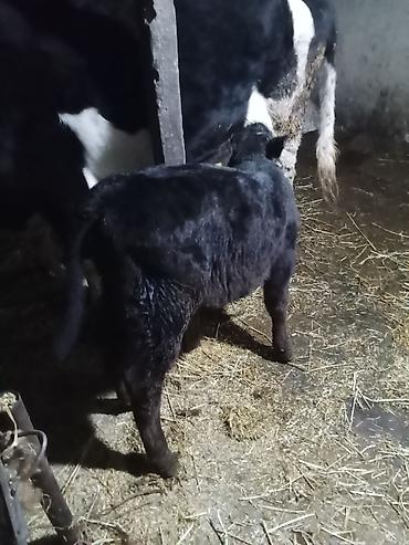 Inəklər, öküzlər: 1 ci qarna dügedi mayalama anqus balsi vardı temiz ivanofqadi üvan — 3