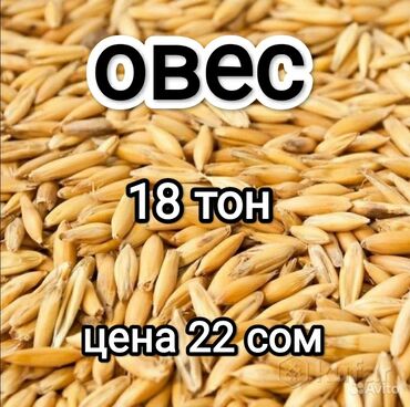 беде урук сатылат: Продаю овёс 
2024 года 
цена 22 сома