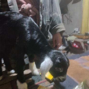 Другие животные: Козлёнок 1 месяц крупный 11 тыс. черный . есть белые. порода — 10