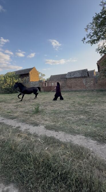 Domaće životinje: Na prodaju: crni konj, atletske građe i pravilnih nogu. - Tip — 11