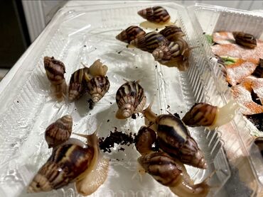 Другие животные: 📢 Продаю улиток Ахатин 🐌 Большой выбор — от малышей до средних! 🌿