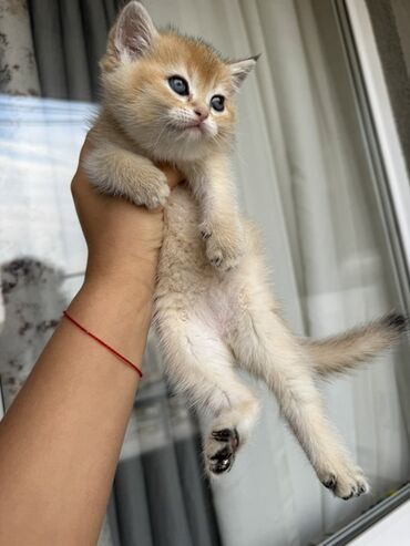 котенок в добрые руки: Золотая шиншилла, В добрые руки