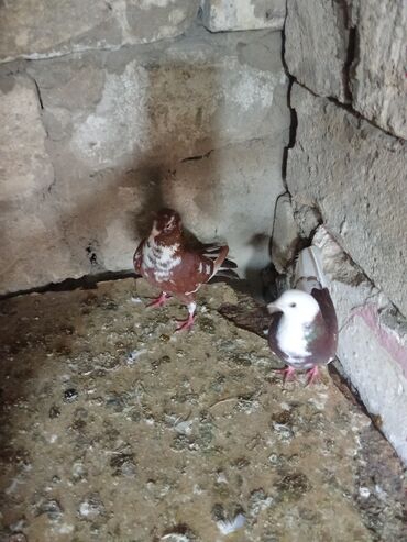 Göyərçinlər: Tam sağlam heyvanlardi tutulmalardi — 2