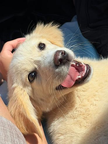 golden retriever satılır: Retriever, 5 ay, Dişi, Peyvəndli — 1