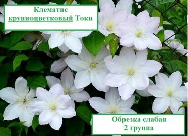 туя бишкек цена: Көчөттөр гүлдүн: Клематистер, Өзү алып кетүү