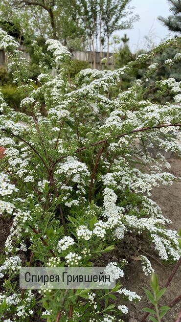 Декоративные деревья: Декоративные кустарники для сада! - спирея японская - спирея -спирея — 8