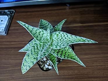 101 gül buketi: Ağ hibrid aloe. Tam sağlam, problemsiz. Baxımı çox sadə. Torpaq — 1