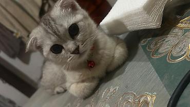 shotland: Şotland, Dişi — 3
