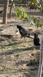 Коровы, быки: Sağlam beçələr satılır