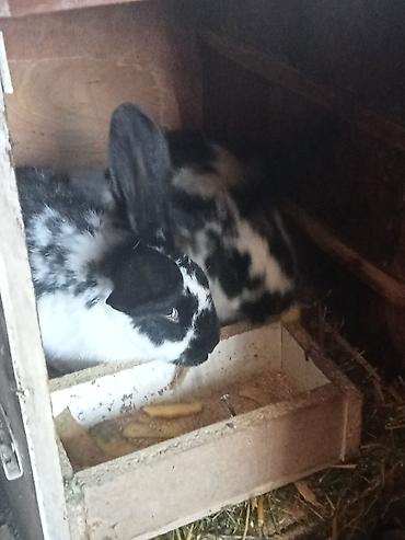 Кролики: Продаю | Крольчата | Для разведения — 4