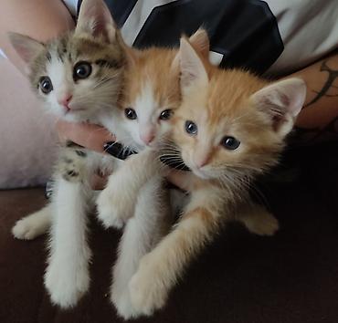 котята бесплатные: Очаровательные котята даром приучены к лотку - Породы: домашние — 2