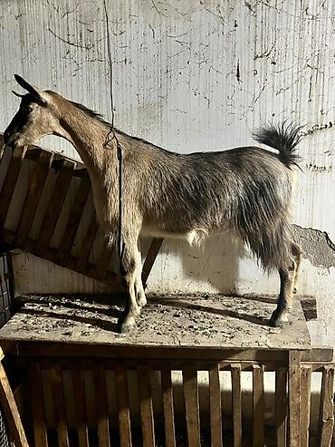 heyvan bazarları: Dişi, Zanen, il: 2, 70 kq, Damazlıq, Ünvandan götürmə — 3