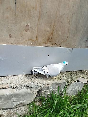 sumqayıtda cücə satışı: Super bala veren qizgin maya hünlari.quyrugu lenti bogazinin zınqırovu — 1