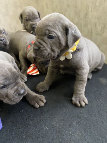 İtlər: Kane-Korso, 2 ay, Erkek, Sənədli, Pulsuz çatdırılma, Ödənişli çatdırılma — 4