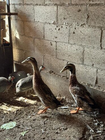 японская порода собак акита: Утки 2 штуки 🦆
НА МЯСО ИЛИ РАЗВЕДЕНИЯ
