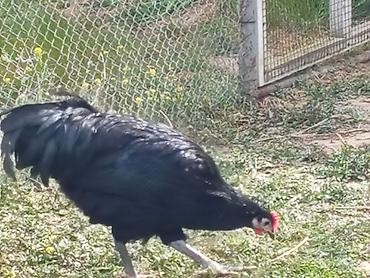 Toyuqlar: Toyuq, Australorp, Yumurtalıq — 3