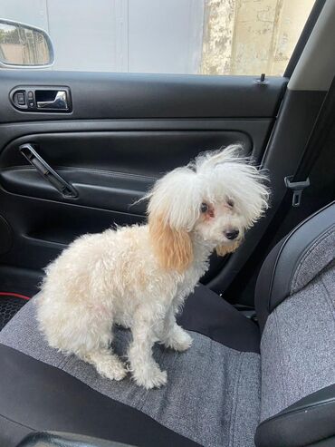 Pişiklər: Şotland yastı qulaq, Erkək, Dişi, Yaxşı əllərə, Ünvandan götürmə, Pulsuz çatdırılma, Ödənişli çatdırılma — 171