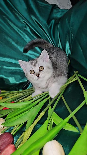Кошки: Британская, Самка, Самец, В добрые руки, Платная доставка, Самовывоз, Доставка в районы — 6