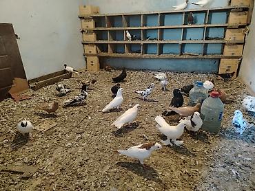 goyərcin yuvalari: Salam hoptom 5manatdan unvan maşdaga 0516831165 vatsapda aktivdir — 3
