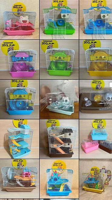 Хомяки: Продаются хомячки джунгарские, сирийские, ангорские пушистые хомячки — 19