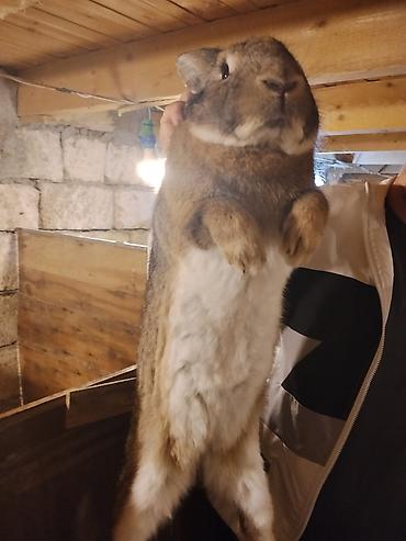Dovşanlar: 🐇 Velikan və Kaliforniya Dovşanları Satılır Təmiz qan xəttindən olan — 19