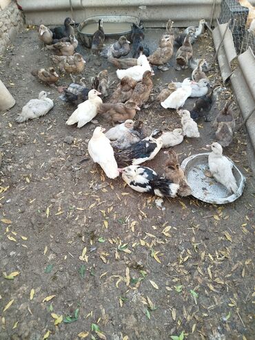 немецкая овчарка в баку: Krasnadar zümrüd macar mirvari lavanda yerli lal ördək isdeyem vatsapa at lalafo.az немецкая овчарка в баку: Krasnadar zümrüd macar mirvari lavanda yerli lal ördək isdeyem vatsapa