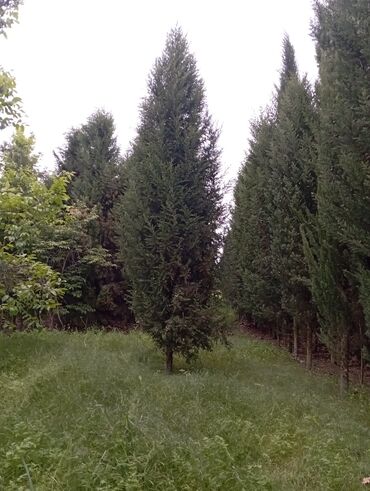 Ağaclar: Her növ ağaclar ve dekarativ ağaclar çox ucuz ve qarantili gubresiz — 21