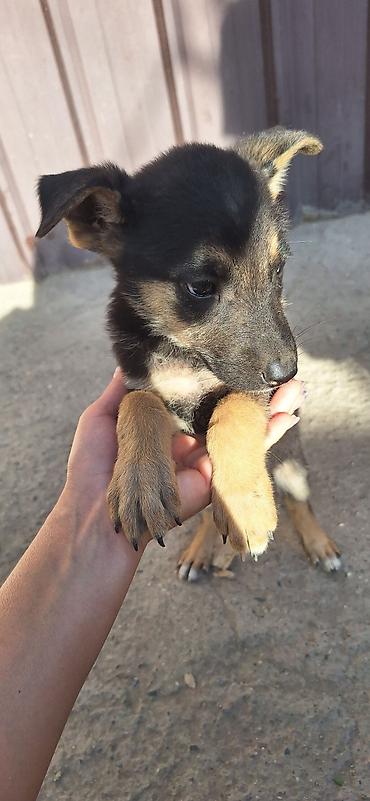sobaka dog: Собака даром: 2 месяца, Самка — 1