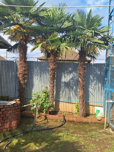 palma satisi: Palma ağacı 10 ilin ağacıdır 100 əd var 1meterdən 4 metrədək var obşi