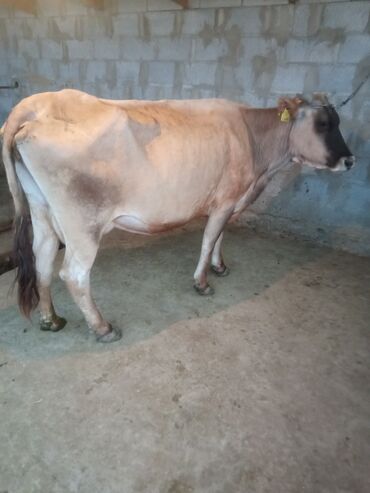 скотский рынок кара балта: Продаю | Корова (самка) | Алатауская | Для разведения, Для молока | После отела