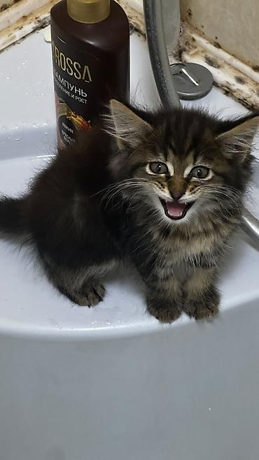 котята токмак: Кошка даром: Беспородная, 1 месяц, Девочка, Приучена к лотку — 1