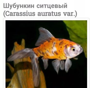 Akvariumlar: Сроно !!! Очень дешево Продаеться аквариумные золотые рыбки 2 шт