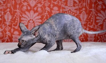 египетская кошка сфинкс: Сфинкс, 10 месяцев, Девочка, Черепаховый, Приучена к лотку, Проглистована