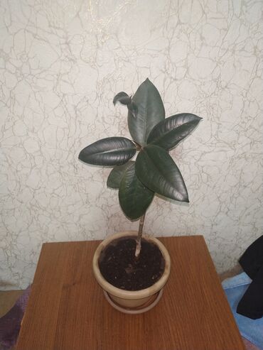 каучуконосный фикус: Фикус Черный принц, очень красивое растение недорого