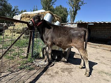 шпиц собака цена бишкек: Продаю | Бык (самец) | Швицкая | Для разведения | Искусственник — 1