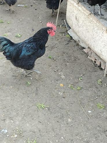 Cücələr: Salam herkese bayraminiz mubarek _xarkov qənbəri_ lider55_ sereblis _ — 5