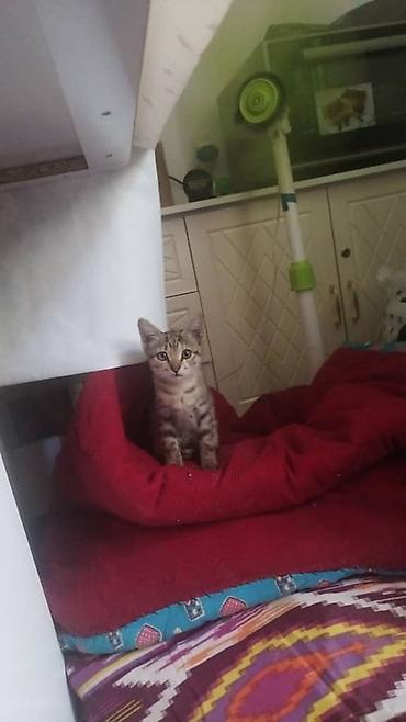 Отдаем котенка в добрые руки. Девочка умная, спокойная.Чаткальский