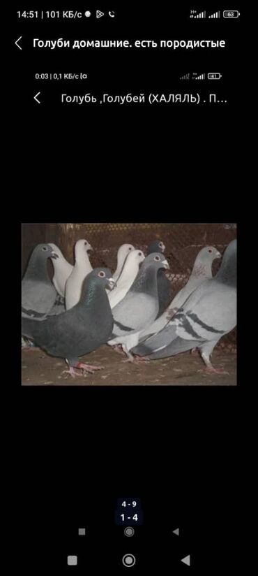 зоомагазин бишкек птицы: ГолубьГолубей (ХАЛАЛ) . Продаю голубей есть пародистыеесть на мясо