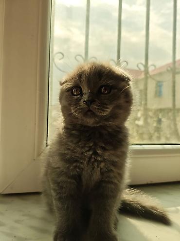 Pişiklər: Britan — 2