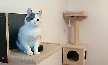 Pişiklər: Dişi, Erkək, Yaxşı əllərə — 9