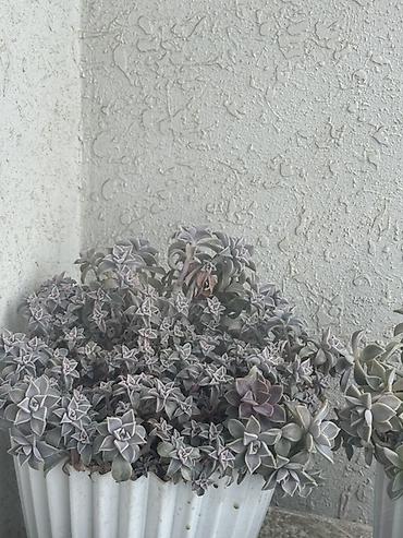 torf satilir: Bitki satışı – Sansevieria (Qaynanadili), sukkulentlər və kaktuslar — 8