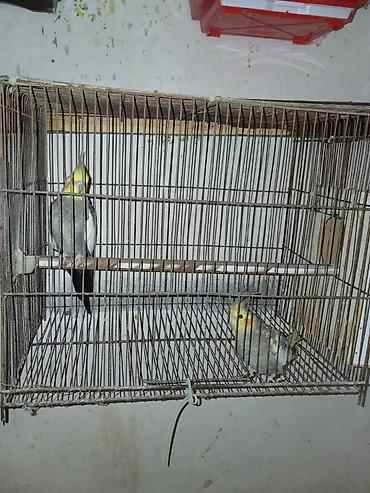 papuqay type 1: Sari karella 1 cutu 80 manat rengli karrlla 1 cutdu 60 manat — 3